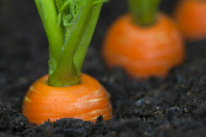 How to grow carrots: secrets