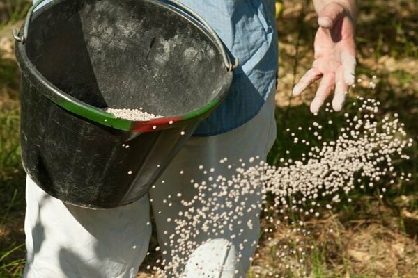 Abonos para el otoño