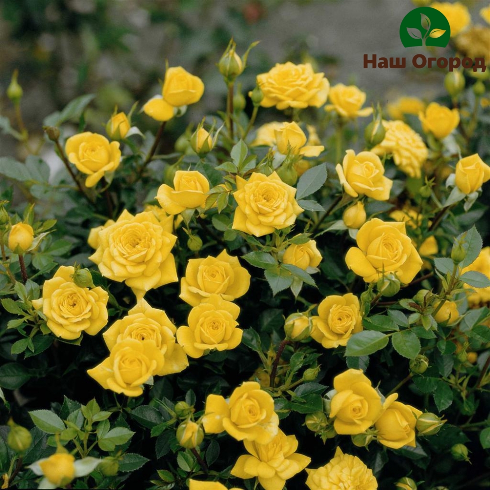 Variedad amarilla de rosas en miniatura Yellow Bentham