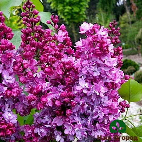 lilac variety Prince Volkonsky