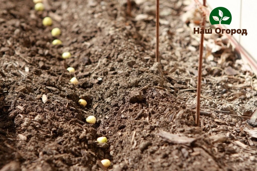 Beim Anpflanzen von Erbsen muss der Abstand zwischen den Samen eingehalten werden.
