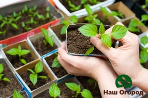 A careful approach to buying a seedling will help avoid problems in the future.