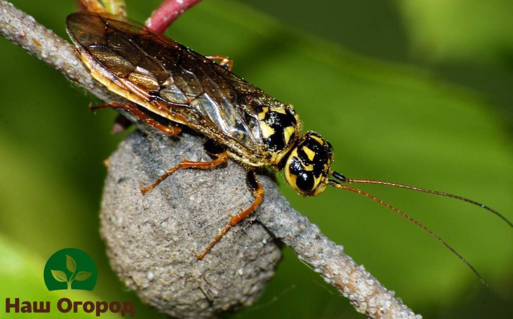 Sawflies can cause significant damage to pines and spruces
