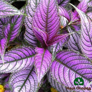 Persian shield or strobilantes is able to bloom successfully both in the hot season and in winter cold as a houseplant