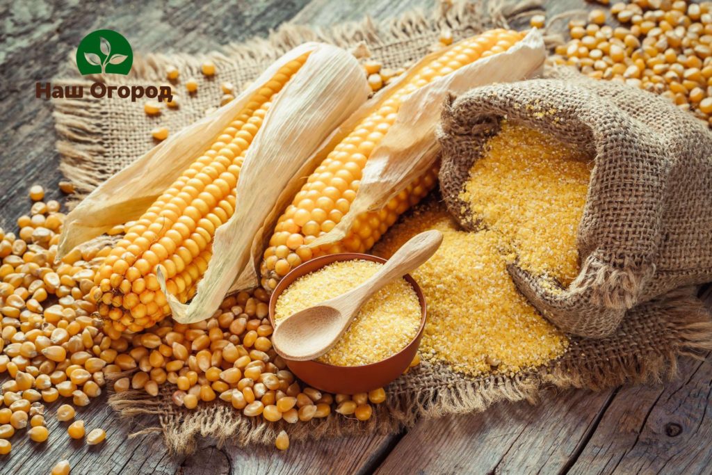Z kukuričných zŕn sa získavajú cenné látky: škrob, hroznový cukor, bielkoviny, kyselina octová a ďalšie látky.