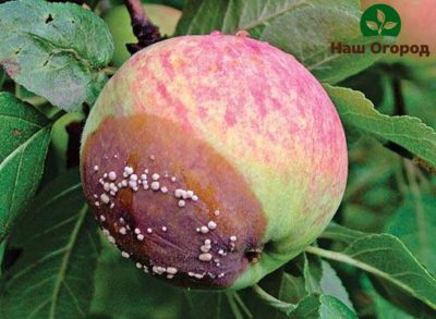 Fruit rot on an apple