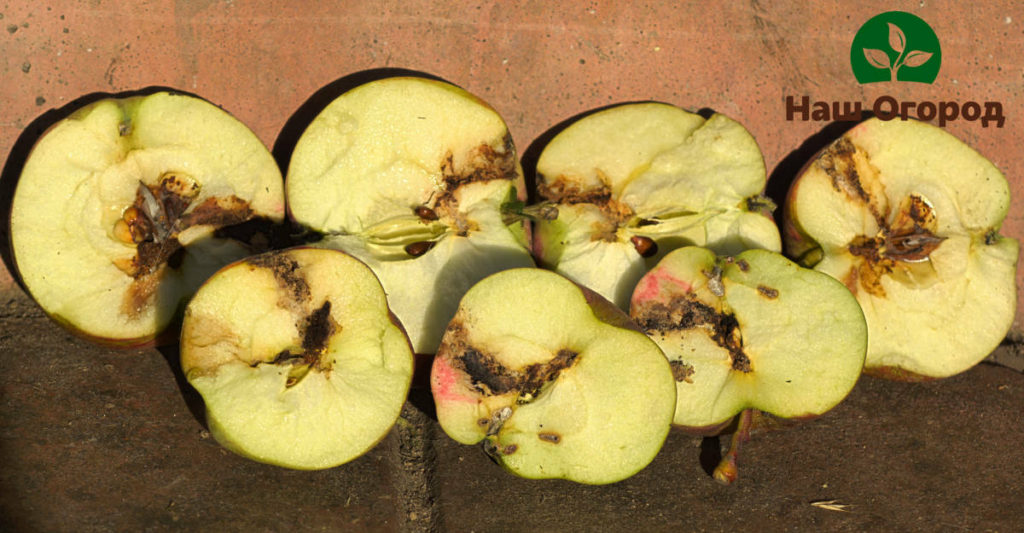 Eplemøllen kan lett ødelegge eplehøsten din.