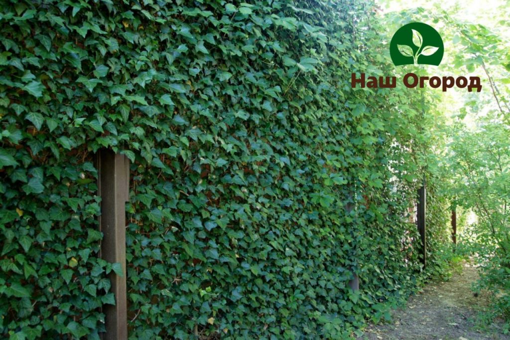 Ivy is an all-time green and low-maintenance plant.