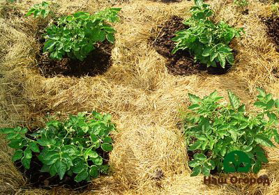 An example of mulching beds with dry straw