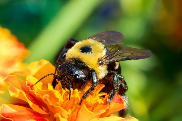 Prospešný včelí hmyz