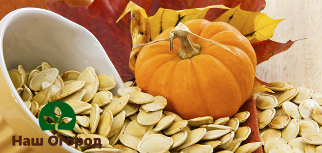 The benefits of pumpkin are recognized by many experts, which is why pumpkin dishes are so popular among the people.