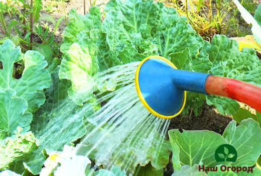 Cabbage needs frequent and abundant watering.