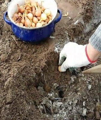 planting onion sets before winter in the soil
