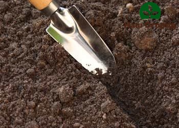 Do not make too deep holes for planting turnip seeds.