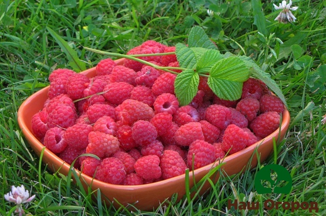 Harvest of Kirzhach raspberries