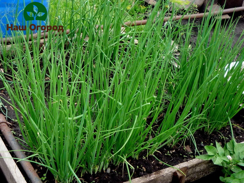 Experienced gardeners advise adding organic fertilizers to the soil before planting chives.