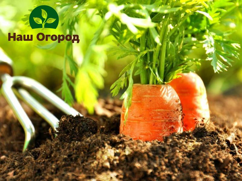 Riedenie mrkvy je veľmi dôležitý proces, ak s ním začnete, môžete prísť o bohatú a zdravú úrodu.