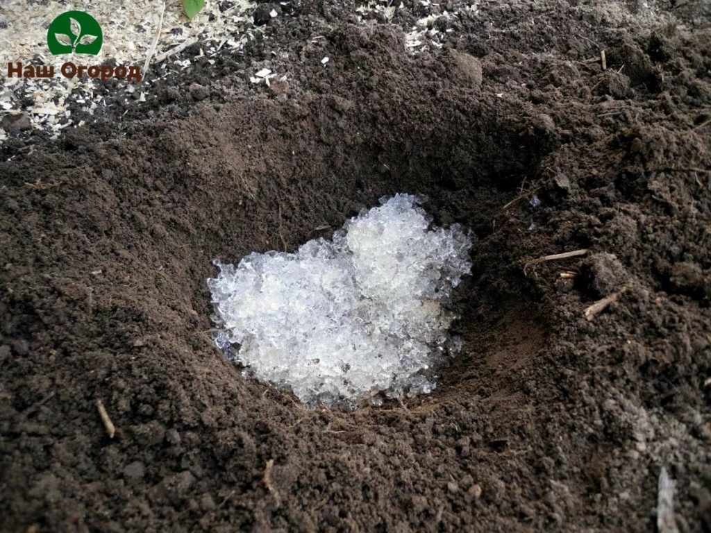 Butiran hidrogel kering, dituangkan ke tanah terbuka untuk peratusan lebih tinggi kemungkinan kemunculan tanaman