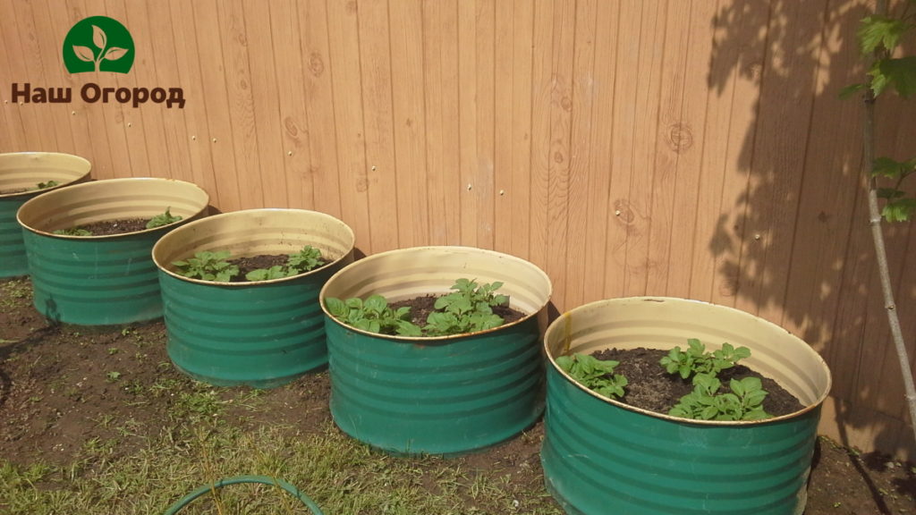 Planting potatoes in barrels / vats