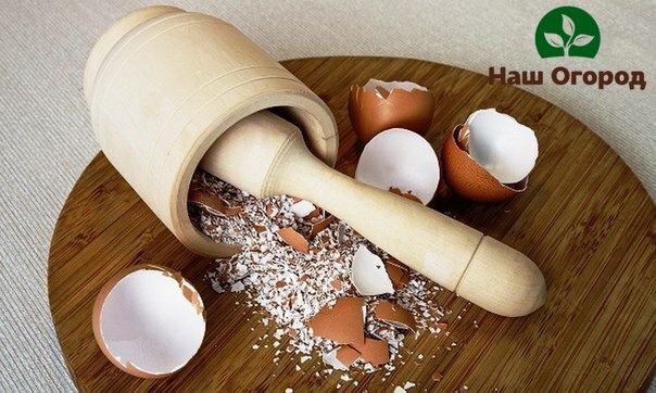 In order to use the eggshell as drainage, it must first be crushed.