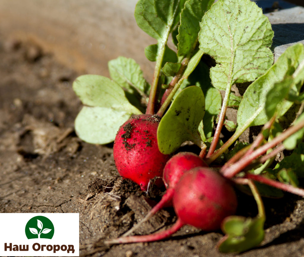 Because of its low calorie content, radishes are a favorite root vegetable of nutritionists.