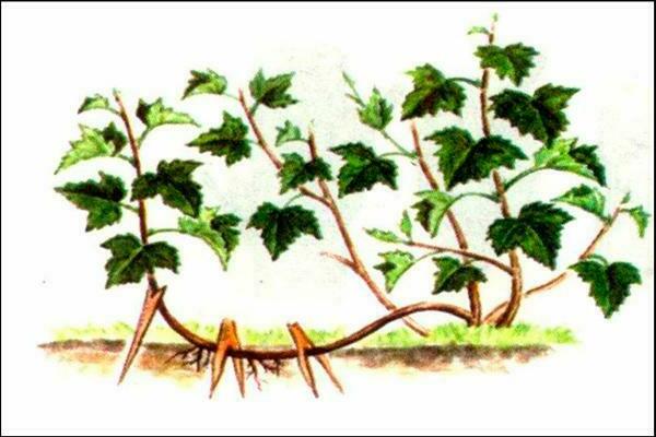 la propagation des plantes houblon végétativement