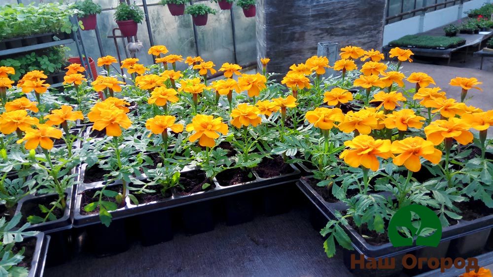 Seedlings of marigolds are not whimsical enough to climatic conditions and are able to give lush flowers both in the sun and in the shade