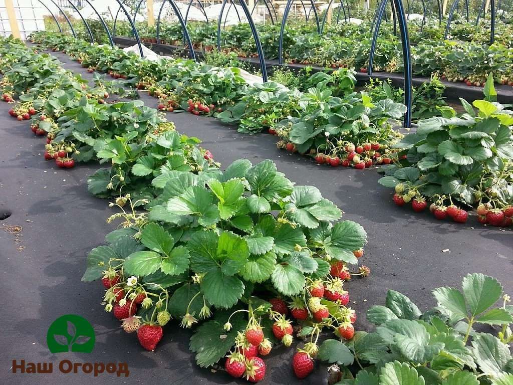 Voor de beste groei en ontwikkeling van aardbeienstruiken moet afdekmateriaal op de bedden worden gelegd