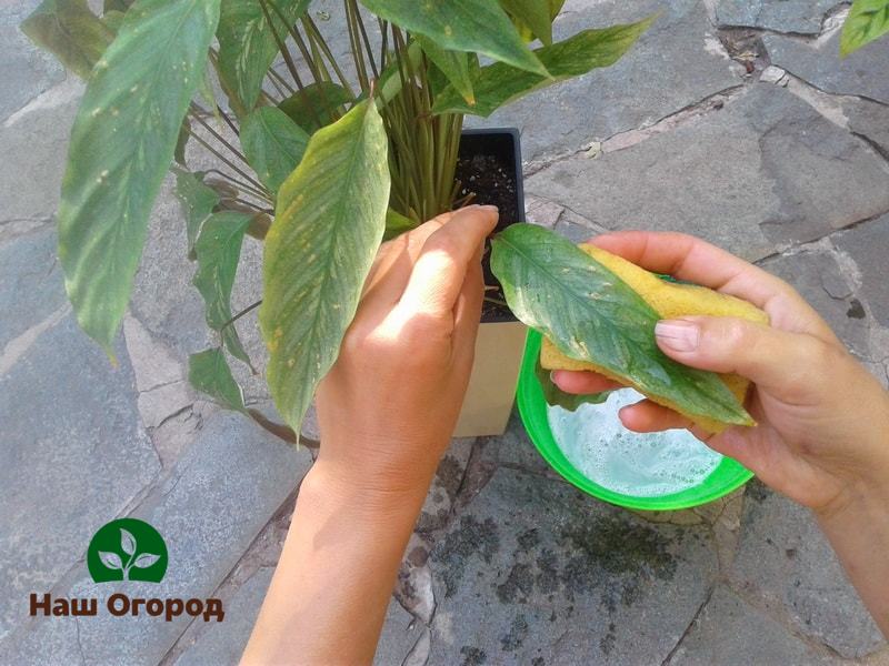 Ošetření listů rostlin mýdlem na prádlo pomůže rostlině, aby nebyla napadena zahradními škůdci.