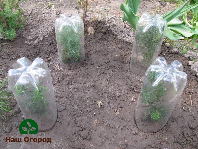 Greenhouse conditions can be created by placing seedlings under a plastic dome