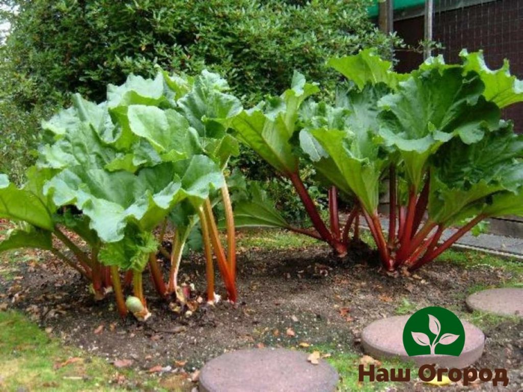 Rhubarb is a crop that needs additional fertilizers and feeding