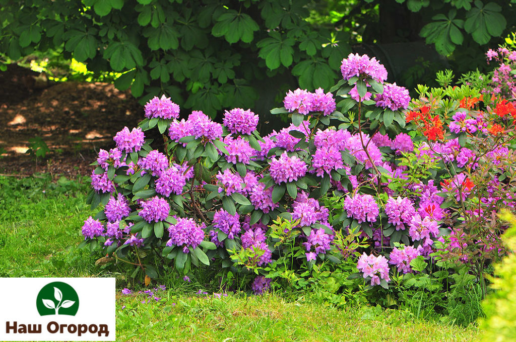 Sujeito a técnicas agrícolas competentes, os rododendros florescem ao longo da temporada.