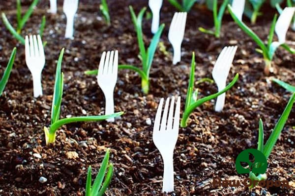 Plastic forks can protect your crop from voracious rodents