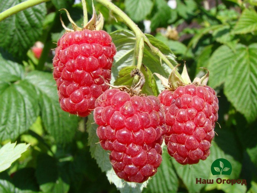 Repaired raspberries - growing and caring according to all the rules.