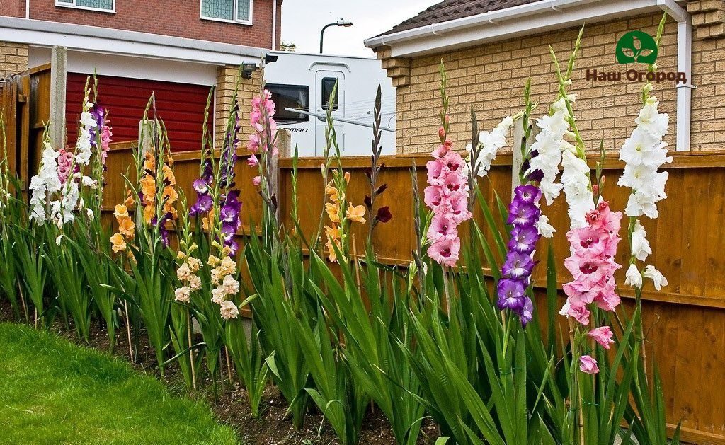 Palamuti ng bulaklak na kama - gladiolus.