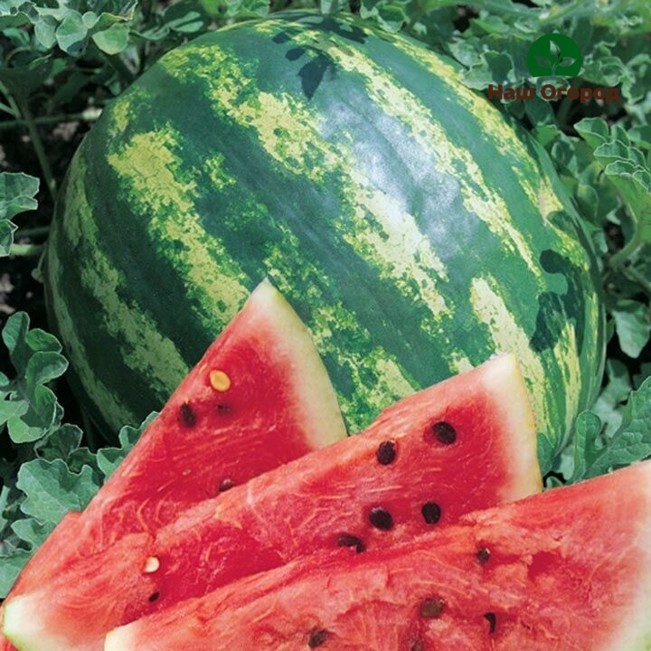Watermelon is rich in various vitamins such as C, B1, B2.