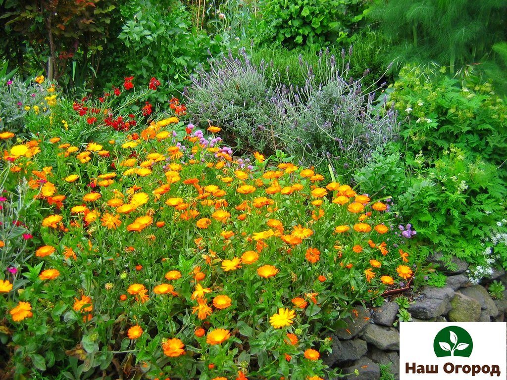 Calendula in uw tuin.