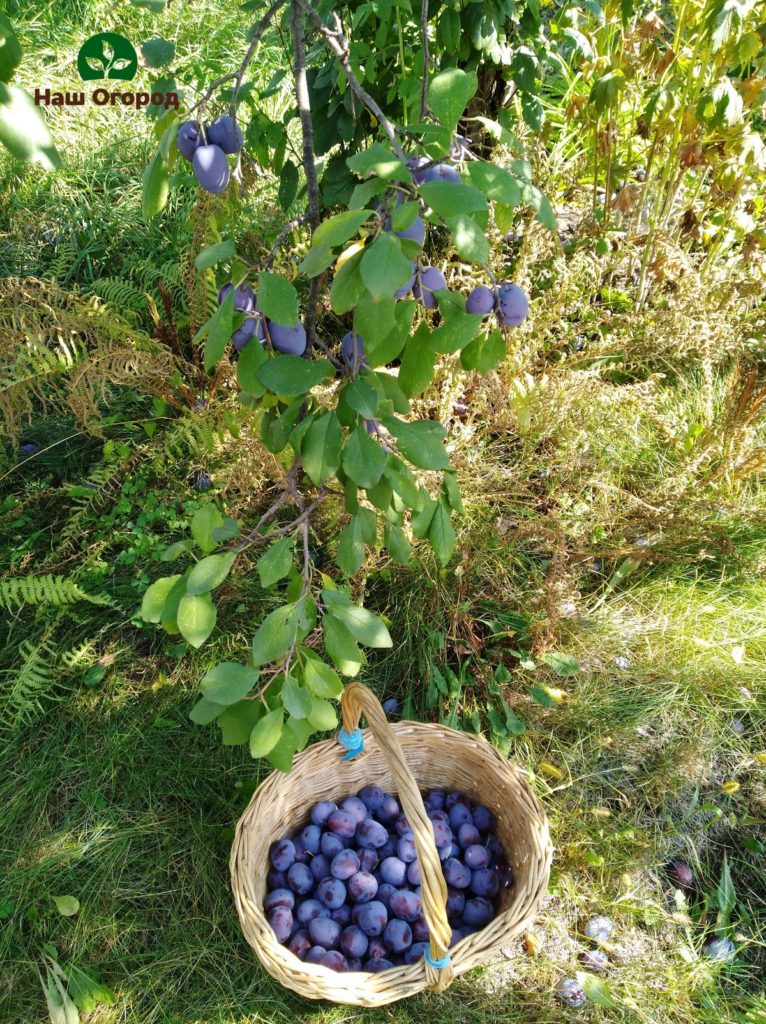 plum di kebun