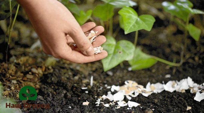Hnojenie pôdy vaječnými škrupinami môže zabrániť vzniku šedej hniloby
