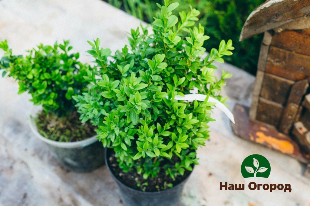 Boxwood fits perfectly into a plot of any style, gives the garden aristocracy.