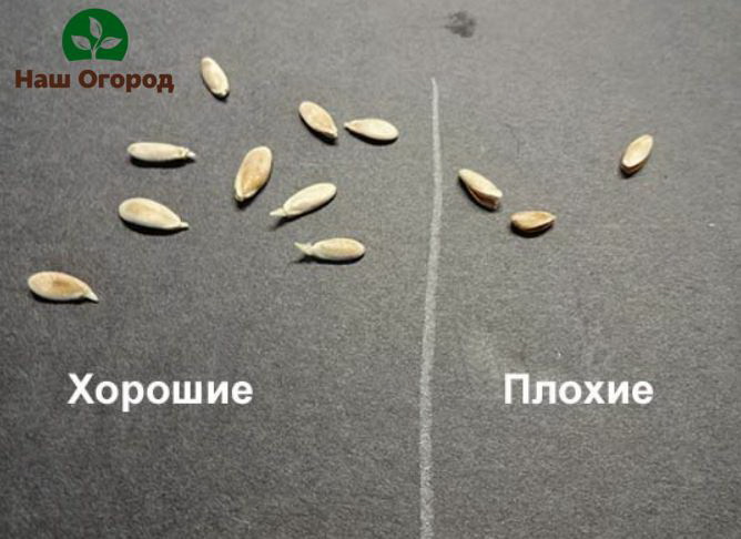 Difference Between Right and Wrong Seeds