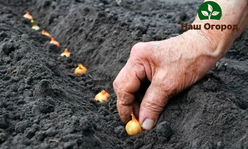 Ir pieņemts sīpolu komplektus stādīt rindās rievās, kas iepriekš sagatavotas stādīšanai.