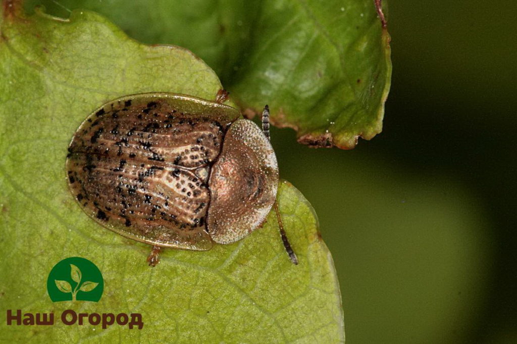 Escarabajo del escudo: otra posible plaga de la remolacha