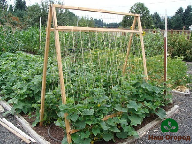 A possible design option for a trellis for cucumbers