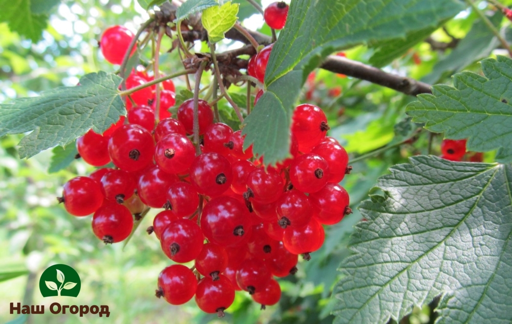 red currant in the garden