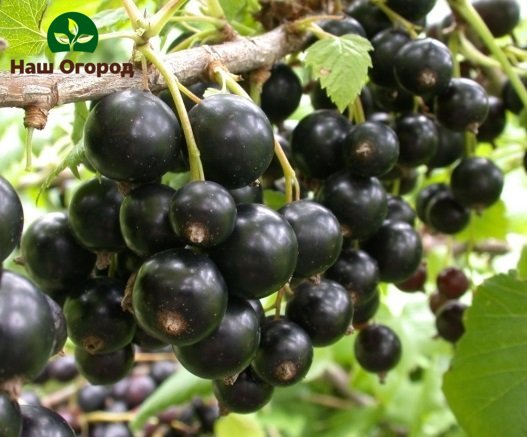 Pygmy variety with its characteristic very large black currant berries