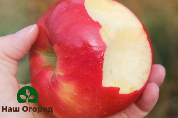 Medová kríza je jednou z najvoňavejších a najšťavnatejších odrôd jabĺk
