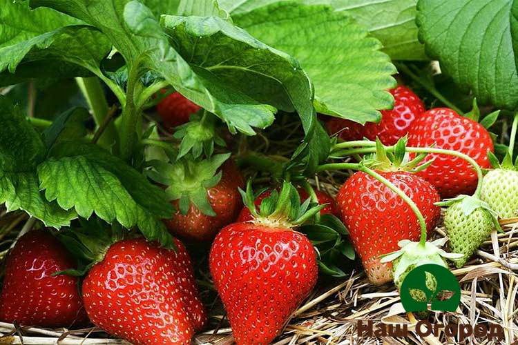 With the correct use of phosphorus fertilizers, you can get a rich harvest of large berries.