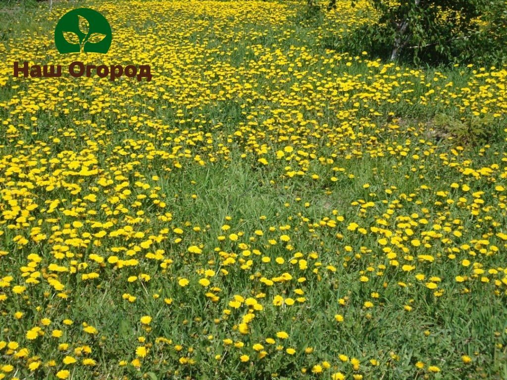 If you hesitate to eliminate dandelions in the garden, then soon you can see a whole field of rapidly multiplying weeds, which will be extremely difficult to get rid of.