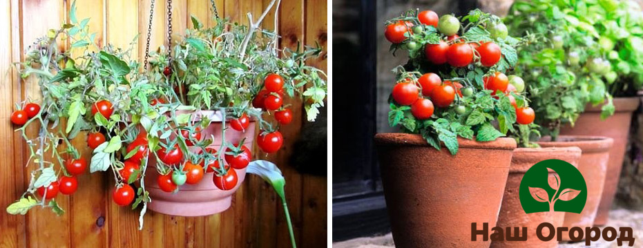 An ampel tomato variety will look great both in a flower pot and in a planter